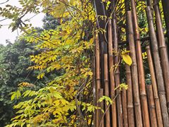 -张坝桂圆林公园