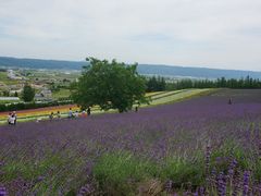-富田农场