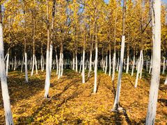 -艾溪湖湿地公园