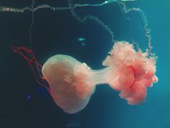 -台州海洋世界