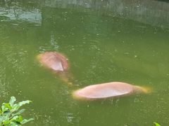 -深圳野生动物园