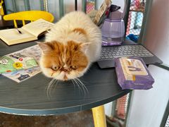 -喵屿·大理花园猫咖