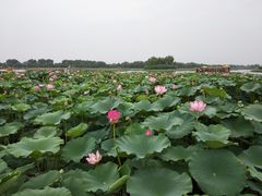 -白洋淀景区