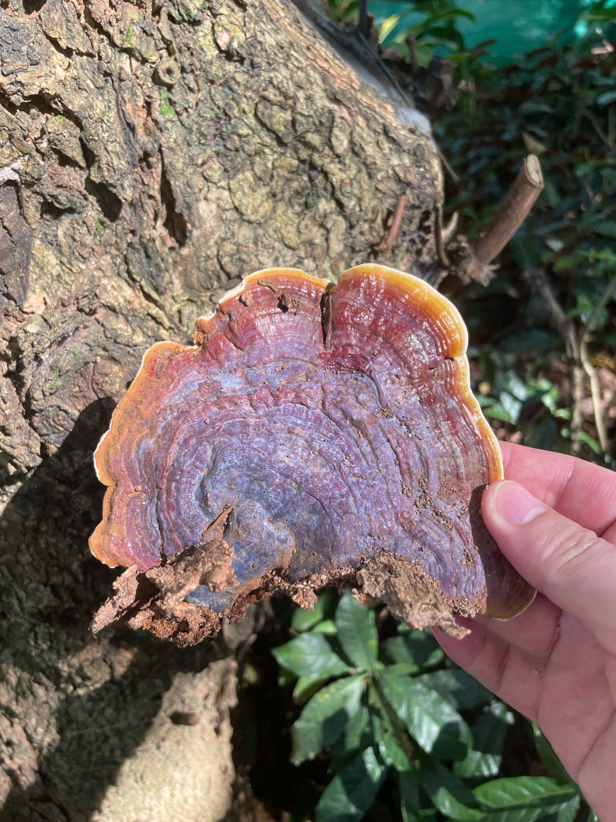 这个什么灵芝?修仙几级