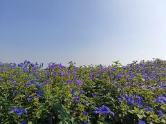 -深圳湾公园(南山区)