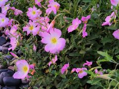 -洋湖国家湿地公园