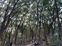 -上海佘山国家森林公园天马山园