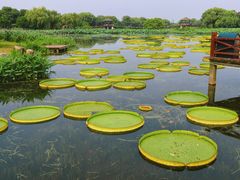 -荷塘月色湿地公园·向阳花洲