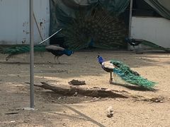 -苏州上方山国家森林公园