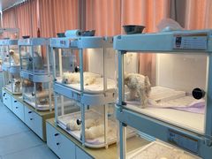 -翊宠yipet猫狗购宠庄园犬舍•猫舍