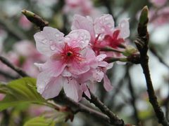 -大埔公路-马料水段香港中文大学(公交站)