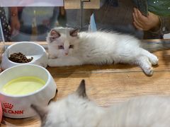 -狗道宠物(常熟印象城店)