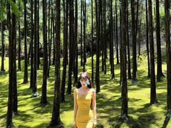 -玉苍山国家森林公园