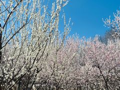 -桃花堤公园