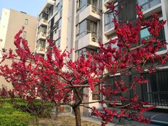 -观景园小区