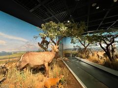 -陕西自然博物馆