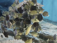 -北戴河圣蓝海洋公园