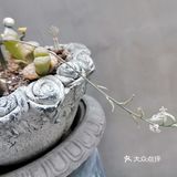 初夏时节在ConnieHe露天小院子享受小美好