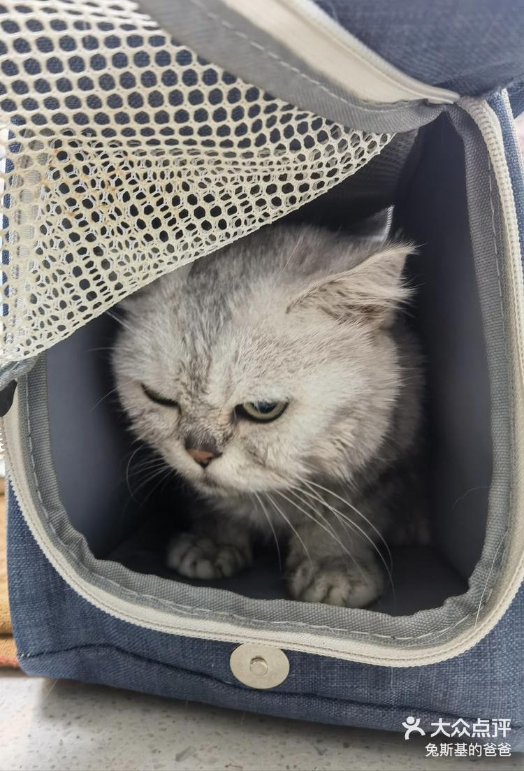 气鼓鼓的小猫咪