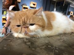 -more than meow吴止猫主题餐厅(承德 中船汇店)