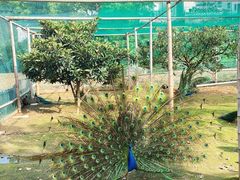 -新安江山水画廊风景区