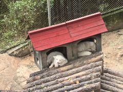 -西霞口神雕山野生动物世界
