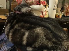 -李小姐の猫咖啡馆(五角场店)