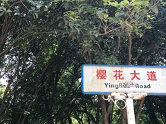 -武汉大学-樱园