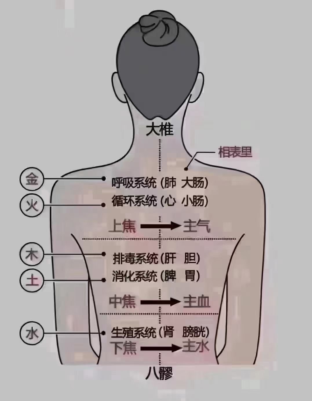 膀胱经络图及走向图片