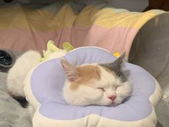 -伟伟宠物医院·瑞派猫友好医院·猫科(光谷店)