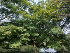 -西湖外事游船(花港观鱼码头)