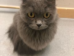 -飞行喵MR PILOT|猫舍·猫咖(静安大融城店)