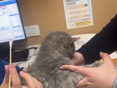 -瑞派康怡24h宠物医院·犬猫医疗中心·微创绝育(瑞景分院)