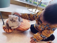 -飞行喵MR PILOT|猫舍·猫咖(静安大融城店)