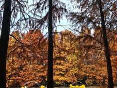 -上海海湾国家森林公园