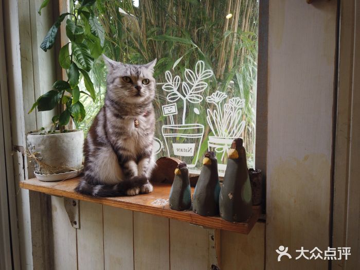 海边的猫和咖啡馆图片