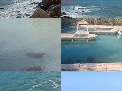 -广东惠东海龟国家级自然保护区