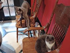 -猫色咖啡·猫咖