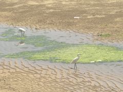 -日照海滨国家森林公园