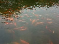 -西湖外事游船(花港观鱼码头)