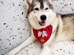 -Husky Go!哈士奇体验馆·宠物咖啡厅狗咖