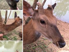 -泗洪洪泽湖湿地景区