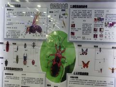 -上海大自然野生昆虫馆(东方明珠·爬宠昆虫探索中心)