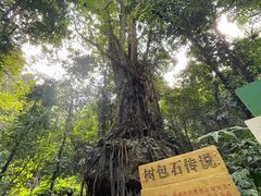 -莫里热带雨林景区