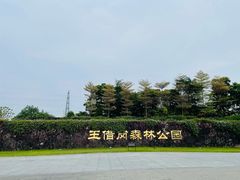 -王借岗森林公园