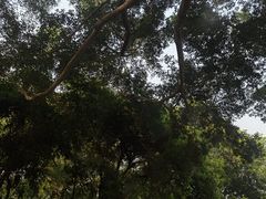 -东莞植物园