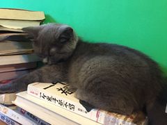-李小姐の猫咖啡馆(五角场店)