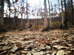 喇叭沟门森林公园-北京白桦林彭兴全农家院