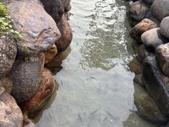-桃姐农庄老字号(增城分店)
