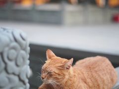 -龙华寺